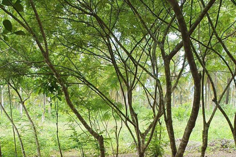 Zanzibar : Stone Town, visite des épices et de l'île prison avec déjeunerVisite privée