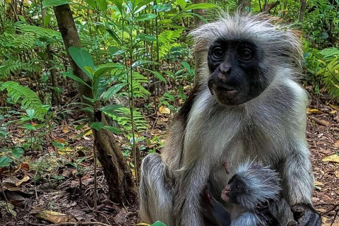 Zanzibar: Jozani natuurwandeling en wildlife tour