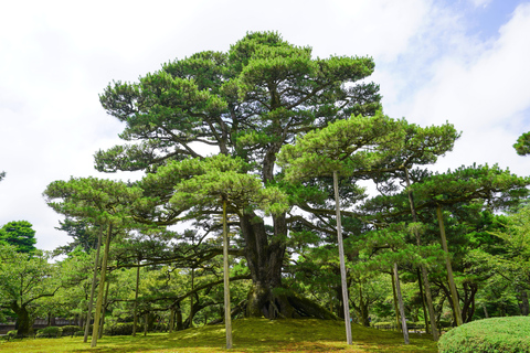 Excursão histórica a pé de meio dia em Kanazawa