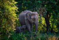 Minneriya Nationalpark-Safari mit Jeep & Eintrittskarte - Hizvo