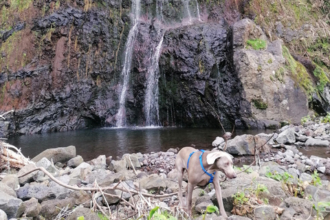 São Jorge: Fajã Camping en Wandeltocht