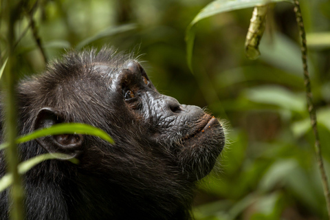 Uganda: 7-Day Wildlife & Primate Safari Adventure