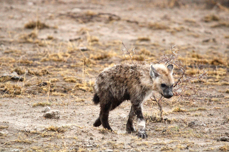 Windhoek: 3-Day Guided Safari in Etosha with Lodge