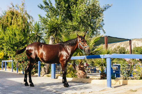 Heraklion : Excursion d'une journée à cheval à Finikia avec déjeuner