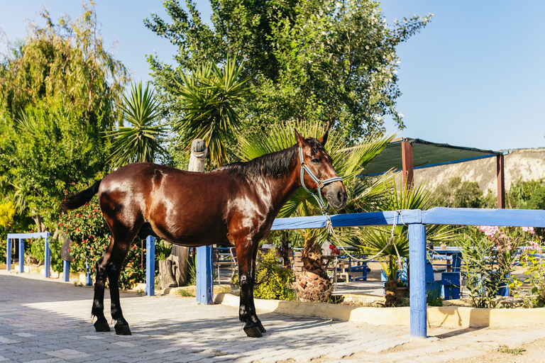 Heraklion: Finikia Horse Riding Day Tour with Lunch