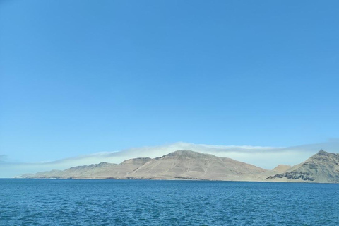 Lima: Palomino Island Marine Adventure Tour swimming with Sea Lions