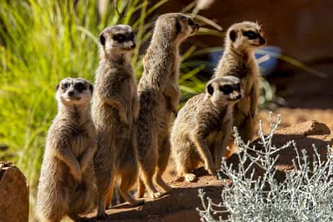 Sydney: Taronga Zoo Tickets