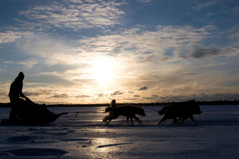 4 heures de traîneau à chiens sur le Finnmarksvidda