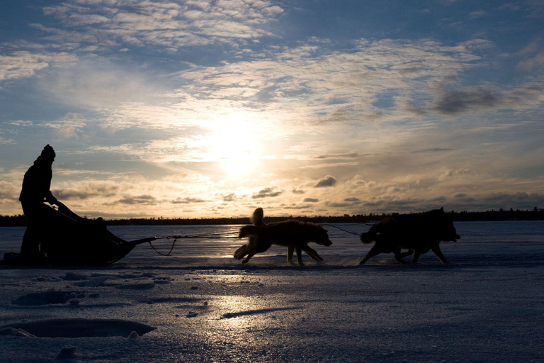 4 heures de traîneau à chiens sur le Finnmarksvidda