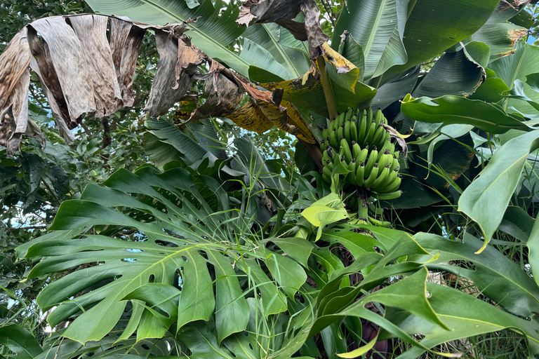 San José: Customizable Private Walking Tour