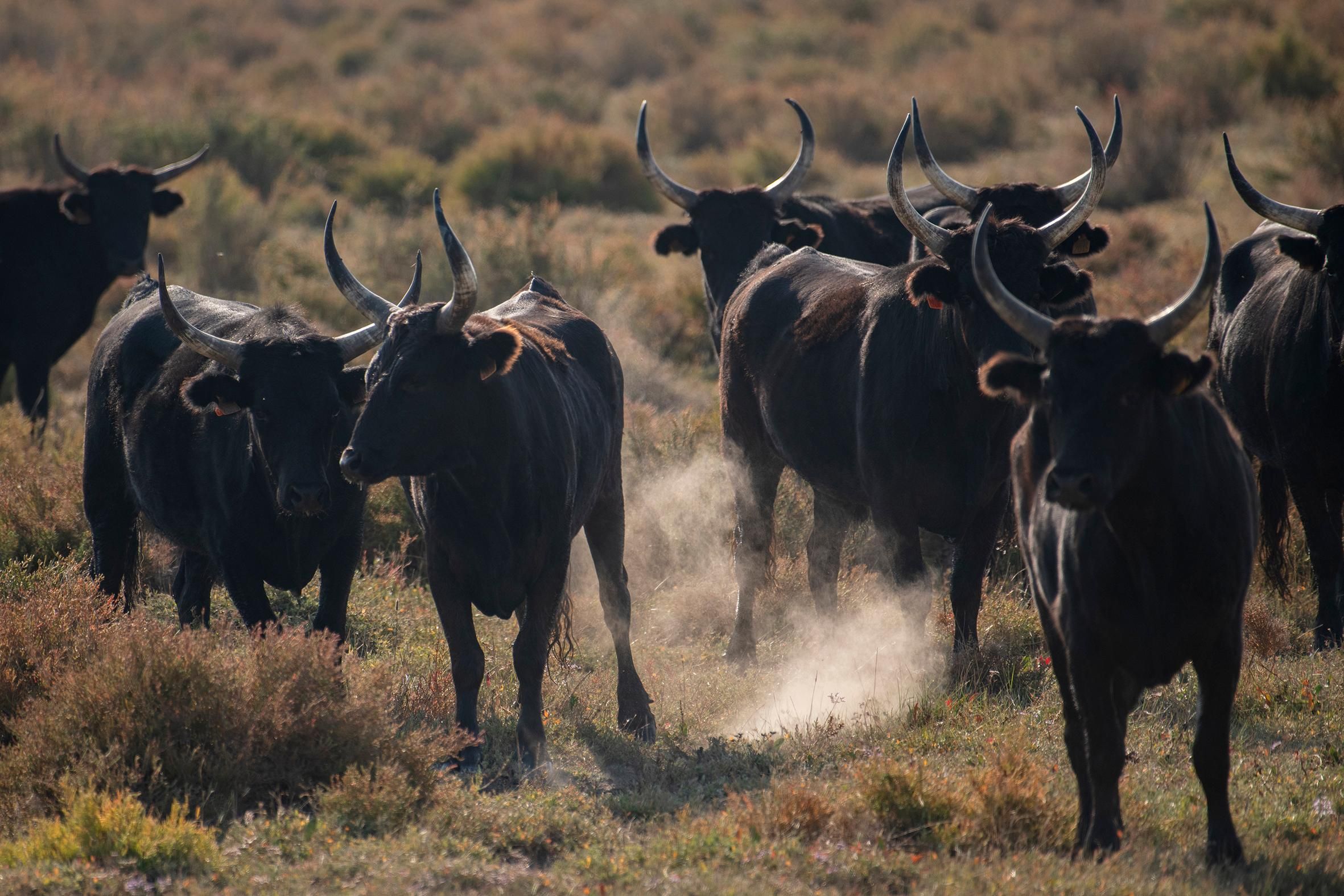 Camargue ab Arles: 4x4-Safari und Manade – 4 Stunden