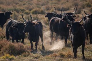 Camargue from Arles: 4x4 Safari and Herd - 4 hours