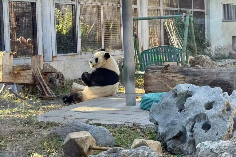 Beijing: Mutianyu Great Wall and Panda House Private Tour Private Day Tour without Tour Guide