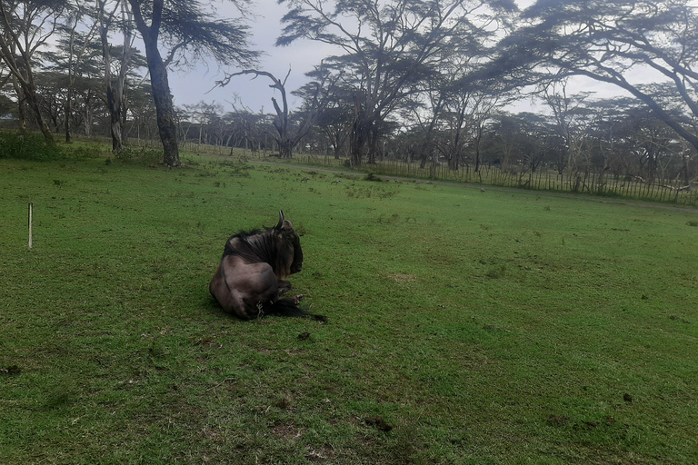 Naivasha: Lago Naivasha e Parco Nazionale Hell's GateTour del lago Naivasha e dell'Hells Gate