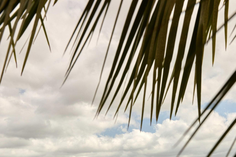 Ibiza: Photoshoot with Majestic Horses