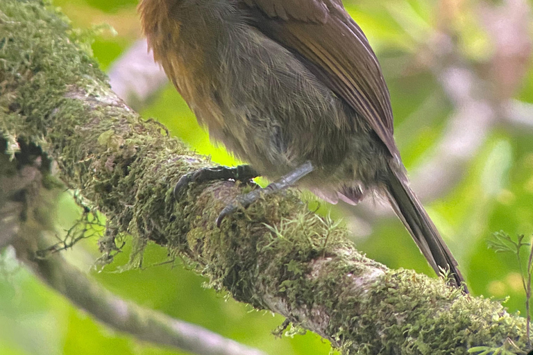 Monteverde: Vogelexcursie