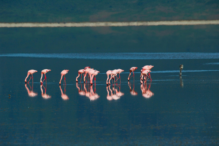 Wildlife Wonders: A 3-Day Safari to and from Arusha.