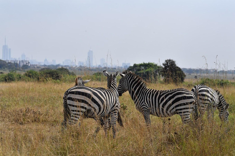 Nairobi National Park Morning Drive with free pick up