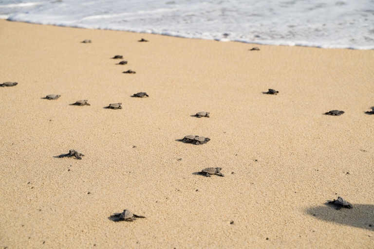Puerto Escondido: experiencia de liberación de tortugas