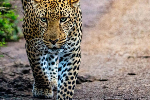 Nairobi: National Park, Elephant Orphanage & Giraffe Center