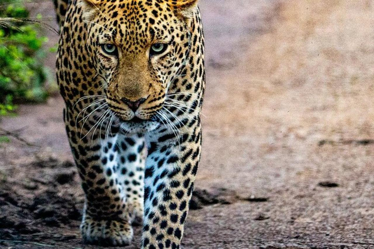 Nairobi: National Park, Elephant Orphanage & Giraffe Center