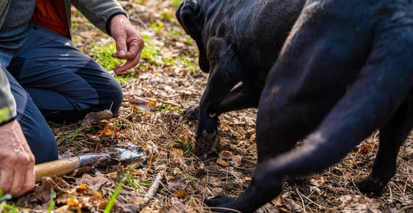 Motovun: Trüffelsuche & 3-Gänge-Brunch mit Einheimischen