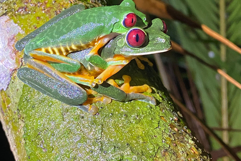 Manuel Antonio: Nachttour mit einem naturkundlichen Führer.Nachttour mit einem naturkundlichen Führer (inklusive Transport)