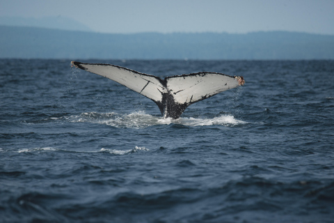 Vancouver: Open-air Whale Watching Tour, Granville Island