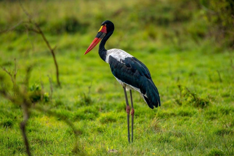 Safari ornitológico de 5 días por la sabana