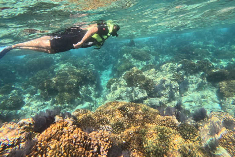 La Paz: Espiritu Santo Island Sea Lion Snorkeling