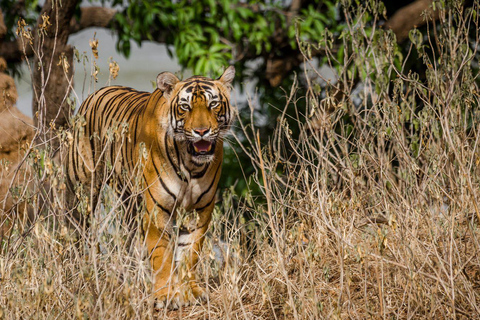 Vanuit Delhi: 3-Daagse privé-safari door RanthamborePrivérondleiding met 4 sterren accommodatie