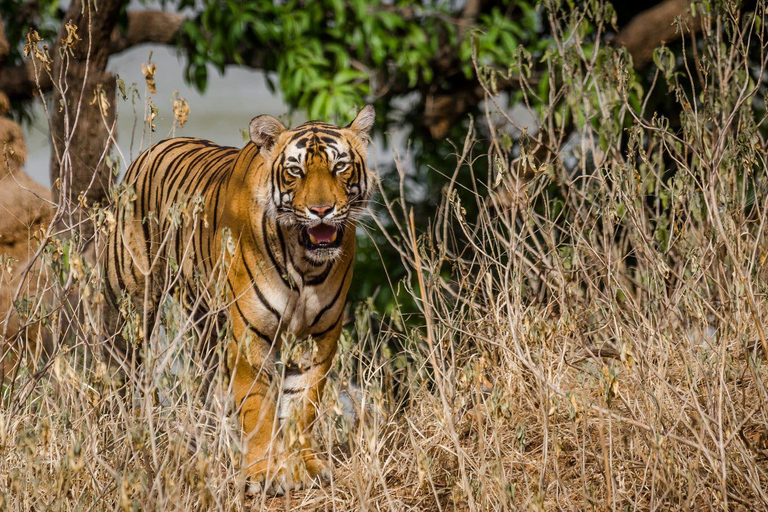 Vanuit Delhi: 3-Daagse privé-safari door RanthamborePrivérondleiding met 4 sterren accommodatie