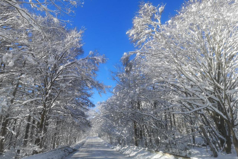 Tokyo: Nagano Snow Monkeys or Shrine or Snow Hut Day Trip Package 2: Togakushi Shrine Itinerary