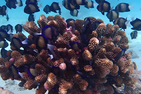Excursion d'une journée dans les îles Kwale avec plongée en apnée et déjeunerZanzibar : plongée en apnée et croisière en boutre sur les bancs de sable avec déjeuner