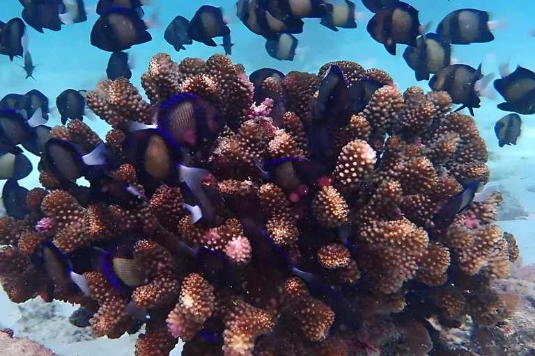 Excursion d'une journée dans les îles Kwale avec plongée en apnée et déjeunerZanzibar : plongée en apnée et croisière en boutre sur les bancs de sable avec déjeuner