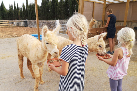 Felanitx, Mallorca: Alpacas Close-Up Experience