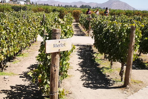 Excursión ampliada a Concha y Toro con 7 degustaciones y Lapislázuli