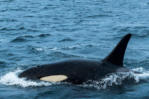 Au départ de Tromsø : Safari d&#039;observation des baleines en semi-rigide à Skjervøy