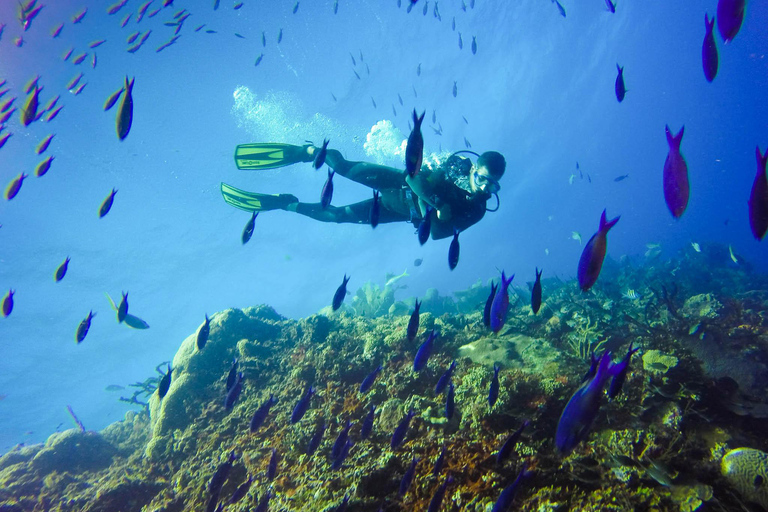 Giornata intera sull&#039;Isola di Catalina con immersioni subacqueeIsola di Catalina con immersioni subacquee