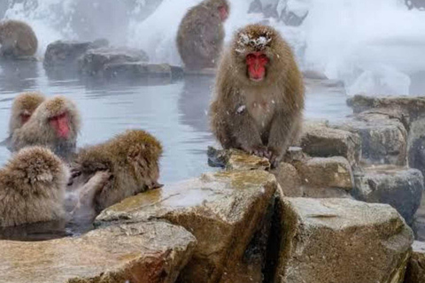 طوكيو جولة خاصة ليوم واحد في حديقة القرود الثلجية ومعبد زينكوجيجولة قرد الثلج ومعبد زينكوجي في سيا