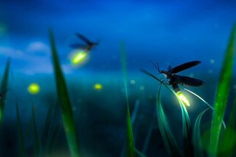 Bangkok to DuBua Café & Amphawa Private Day Trip