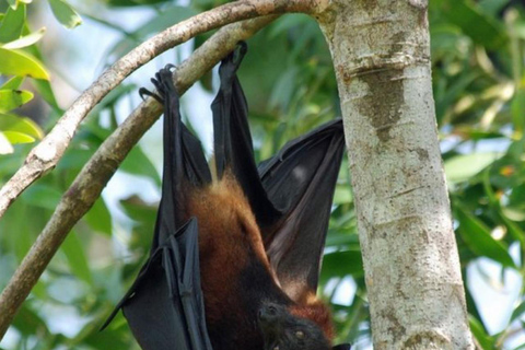 Pemba Island: Flying Fox Sanctuary Tour