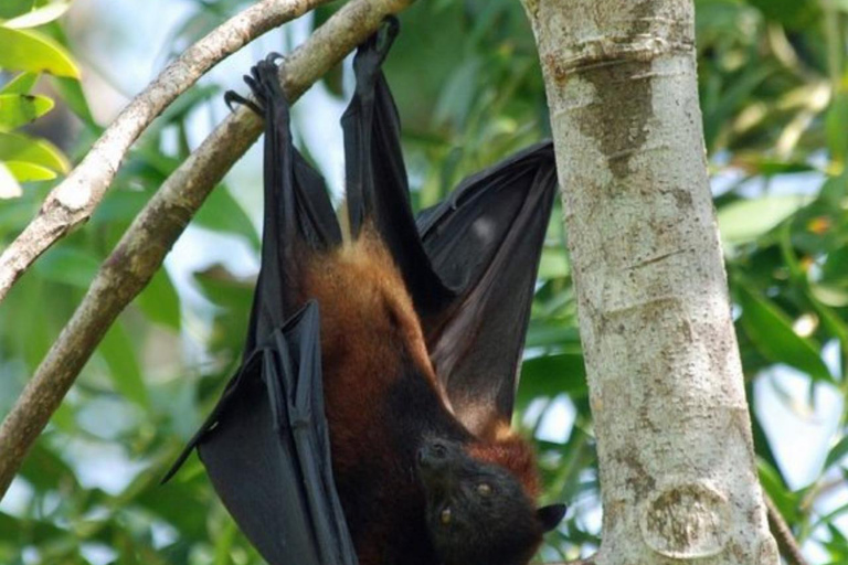 Pemba Island: Flying Fox Sanctuary Tour