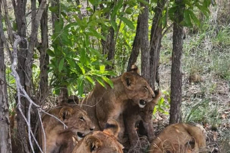 Sansibar: 3-tägige Mikumi-Nationalpark-Safari mit dem SGR-Zug