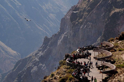 Da Arequipa: Colca Canyon tutto incluso | Giornata intera |