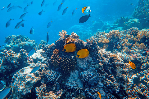 桑给巴尔：与海豚一起游泳，在珊瑚礁浮潜（以尊重的方式）桑给巴尔：与海豚同游，珊瑚浮潜（不含接送服务）