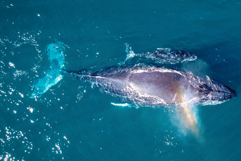 Cabo San Lucas: Luxe walvissafari-ervaring met catamaranCabo San Lucas: luxe catamaran walvissen spotten