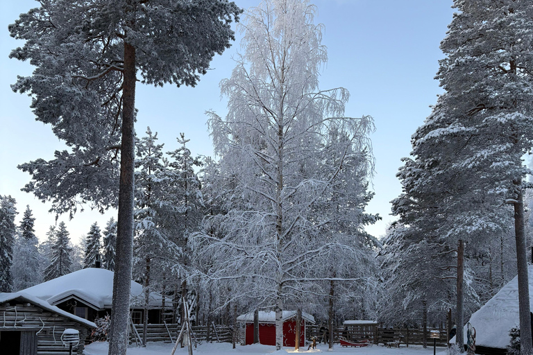 Rovaniemi: Reindeer Farm Visit with Sleigh Ride & Pickup