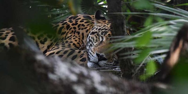 Belize: Zoo Adventure Tour