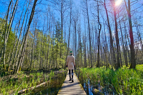 Great Ķemeri Bog & Swamp Forest Hiking Adventure Shared group tour